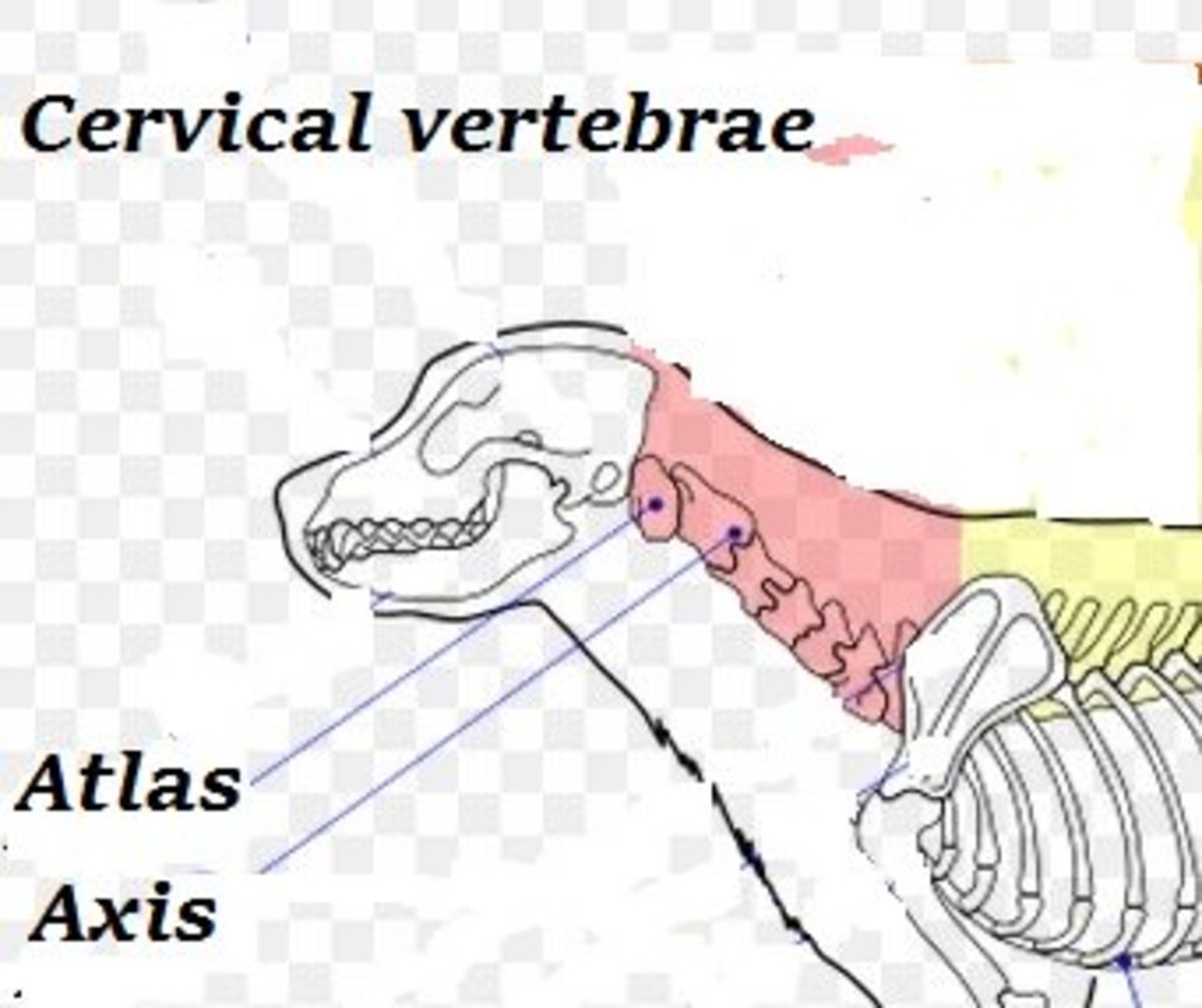 Dog pinched nerve, dog neck disk herniation
