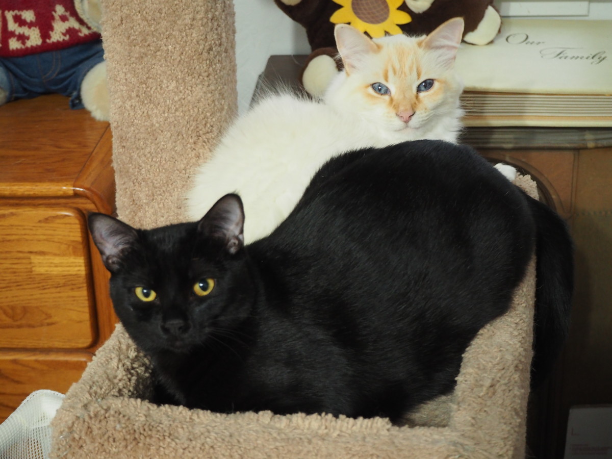 You might be tempted to call them "Salt and Pepper," but you'd be wrong.  The white kitty is "Bobbie"; the black one is "Ebony." Bobbie was 7 years old and Ebony was just 9 months old when this photo was taken. 