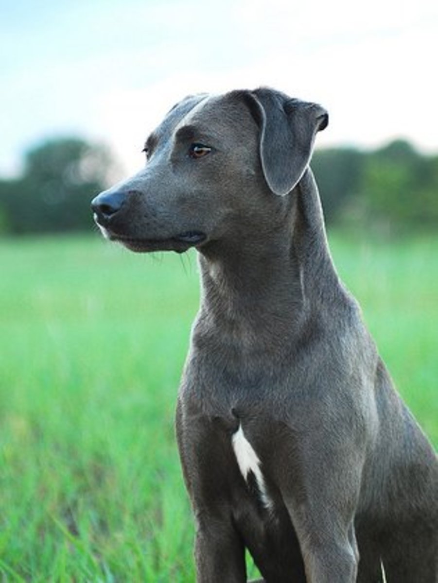 10-rarest-dog-breeds