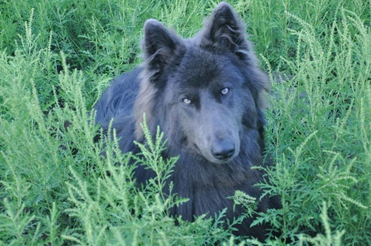 5 Blue Dog Breeds: What Makes Them So Beautiful?