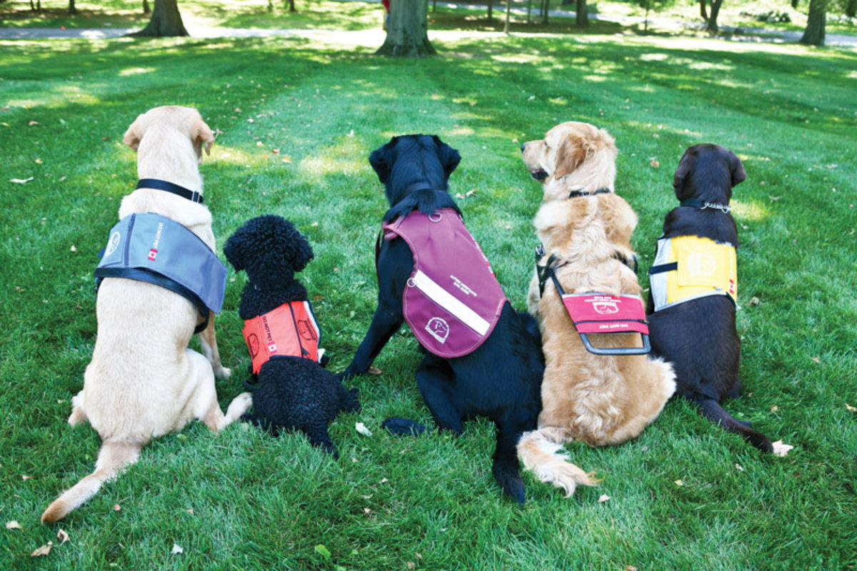 Service Dogs: Companions for Independence
