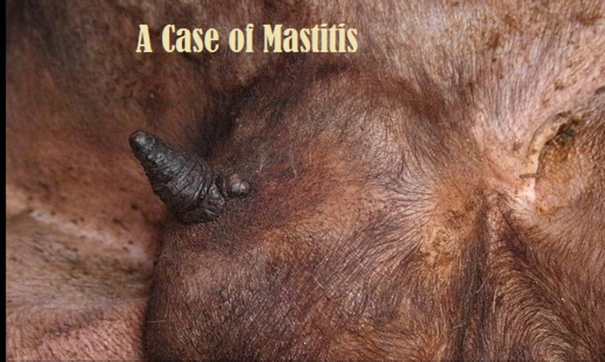 A case of mastitis in sheep.