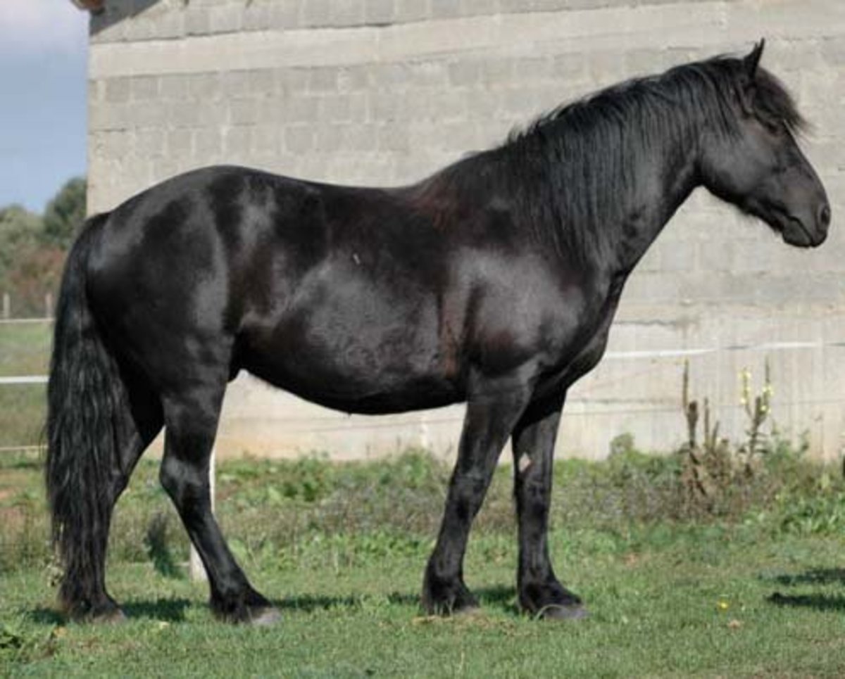 Ariegeois pony