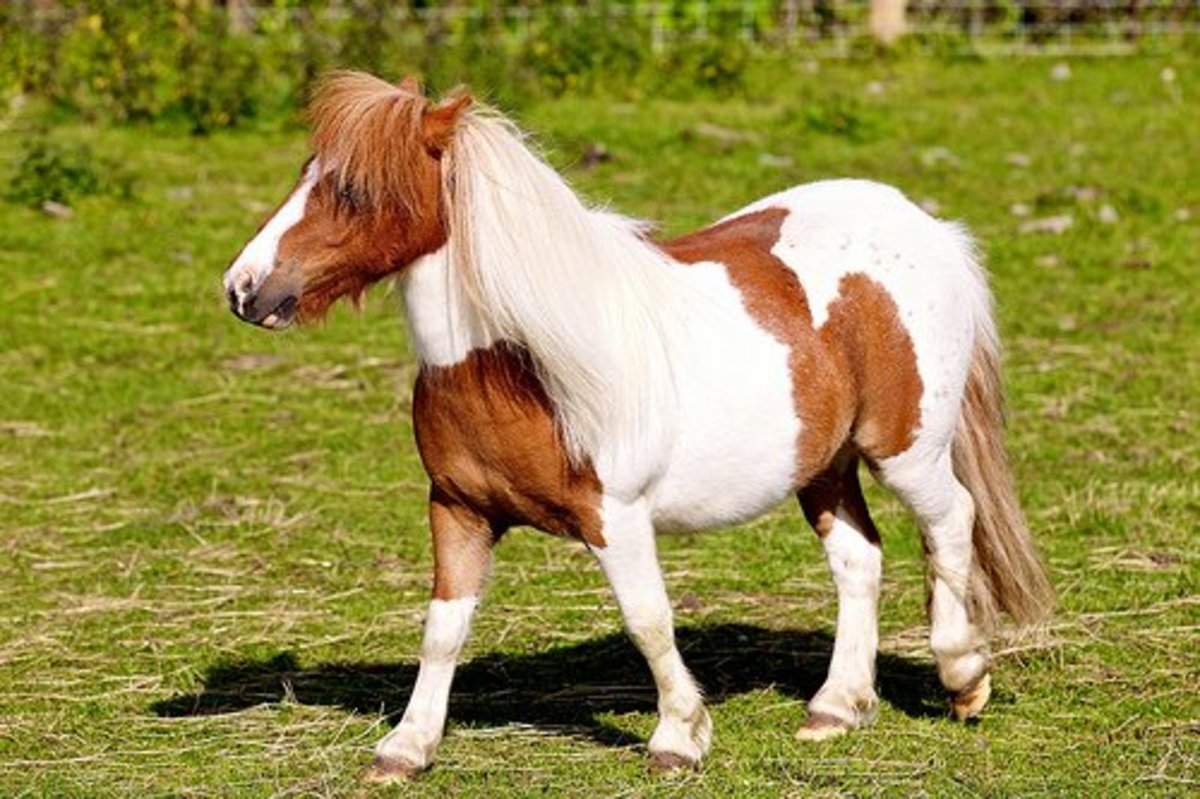 Falabella pony