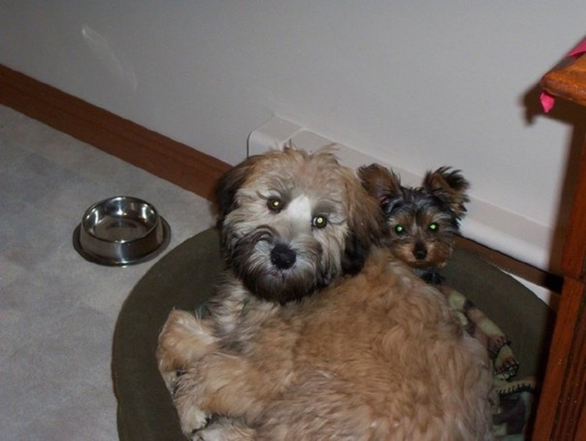 Hannah as a puppy, and McDuff (my parents' Yorkie).