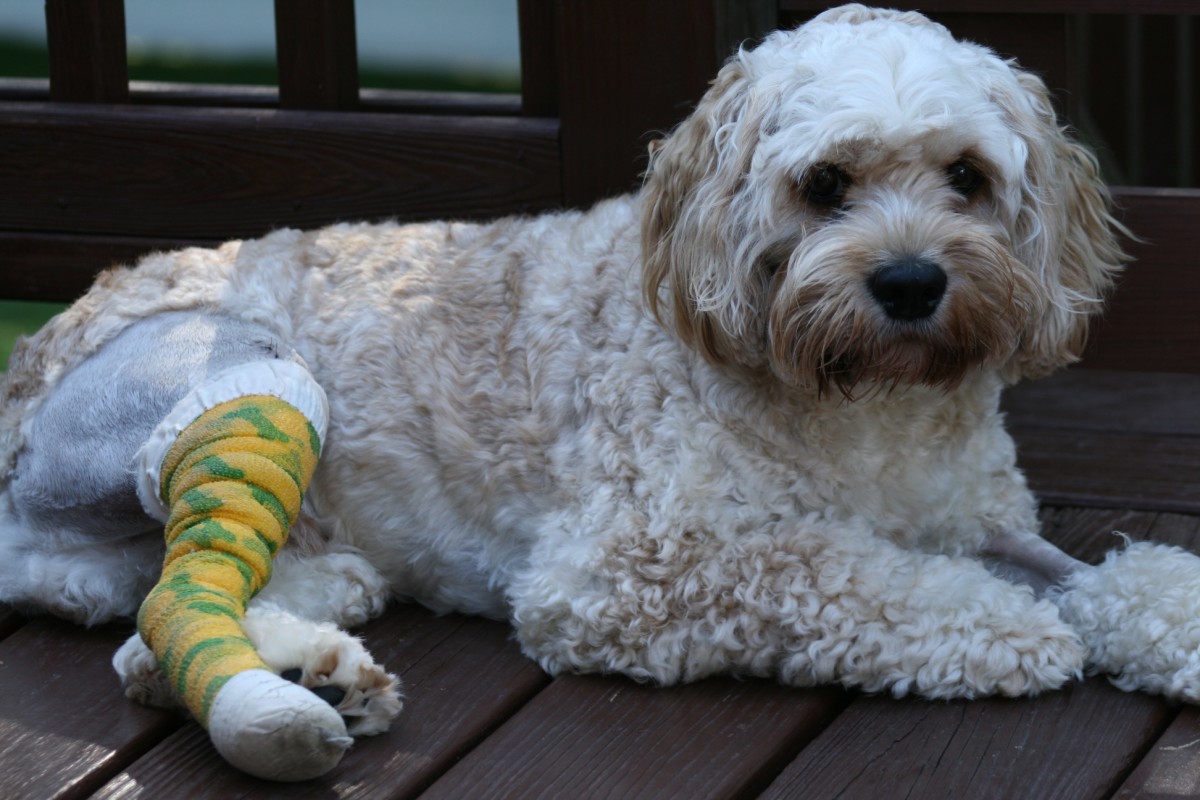 Ten Tips for Successful Dog Surgery PetHelpful