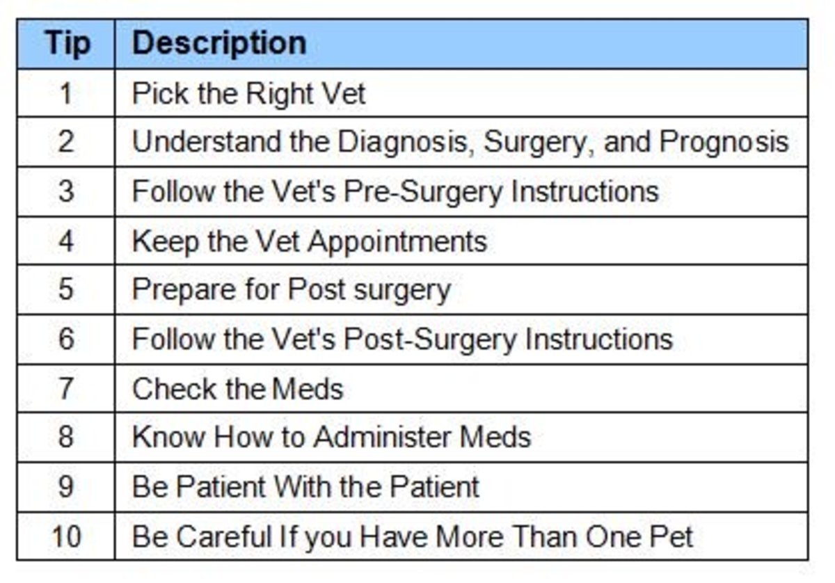 ten-tips-to-successful-dog-surgery