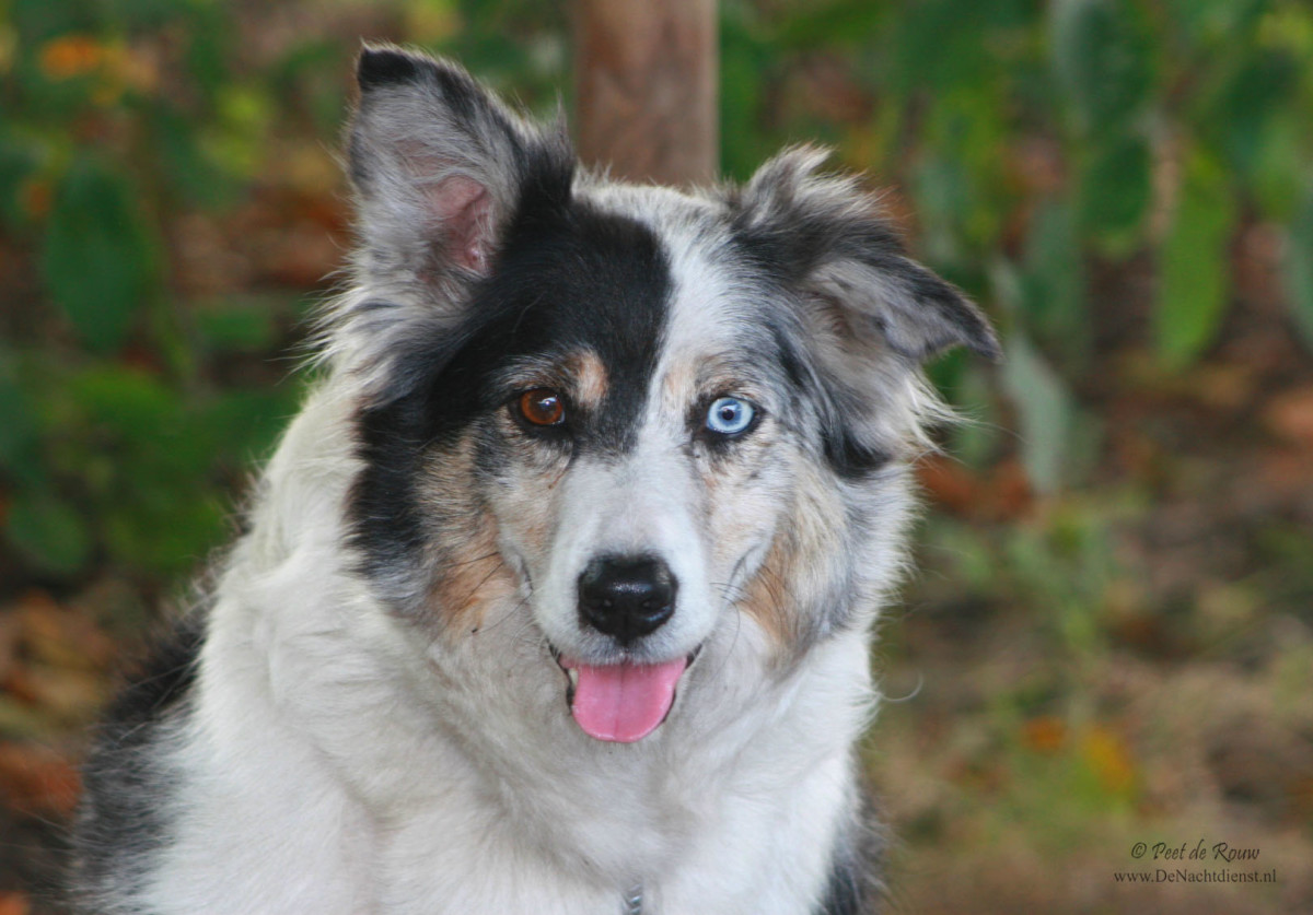 Blue merle border collie with mismatched eyes