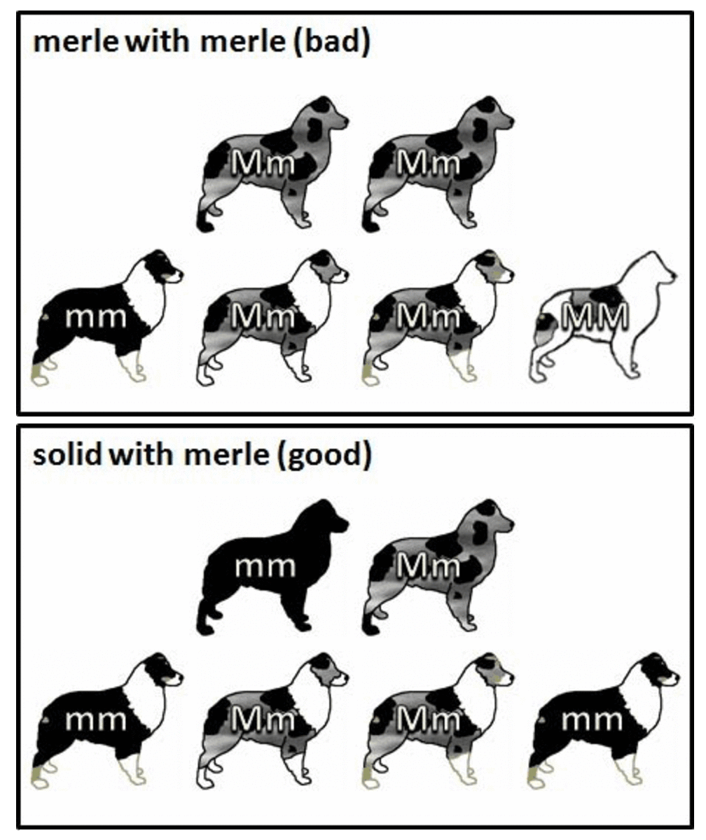 Diagram of coat colours produced from normal and merle x merle breeding