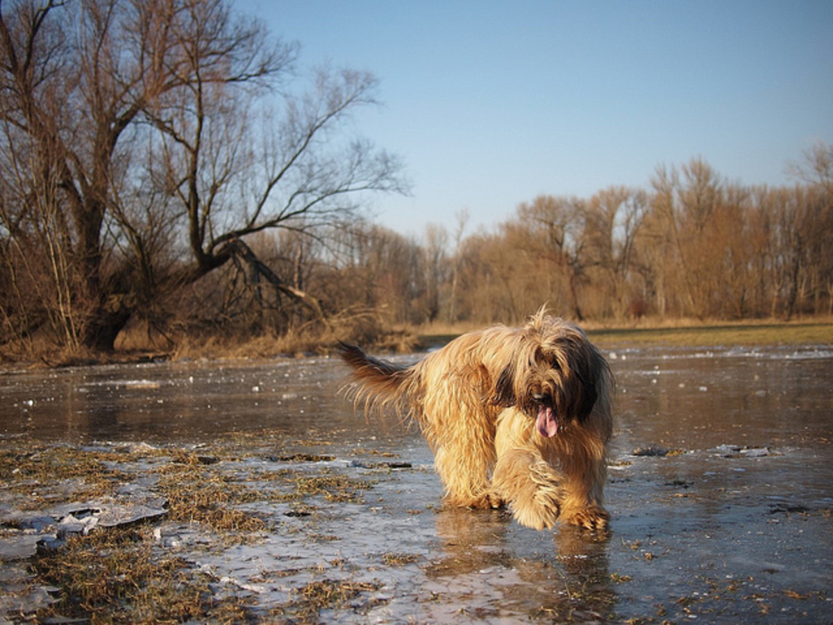 The Briard does not shed much, but his coat will need to be cared for.