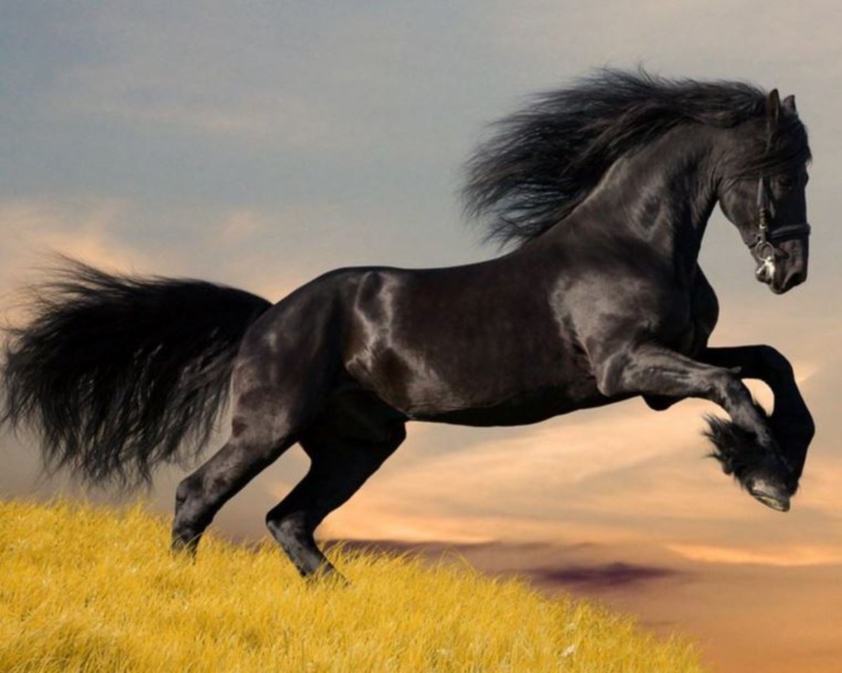 A beautiful black horse on rear legs.