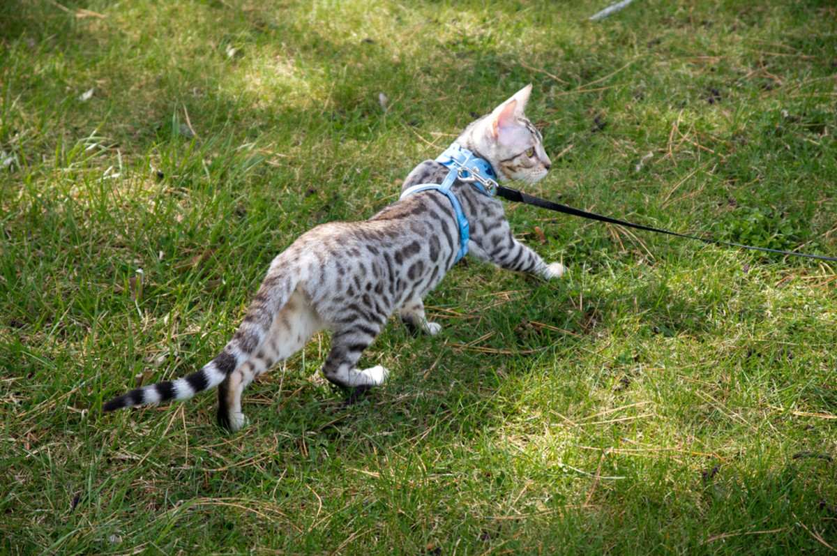 Are Cats Domesticated? Here’s the Obvious Answer PetHelpful