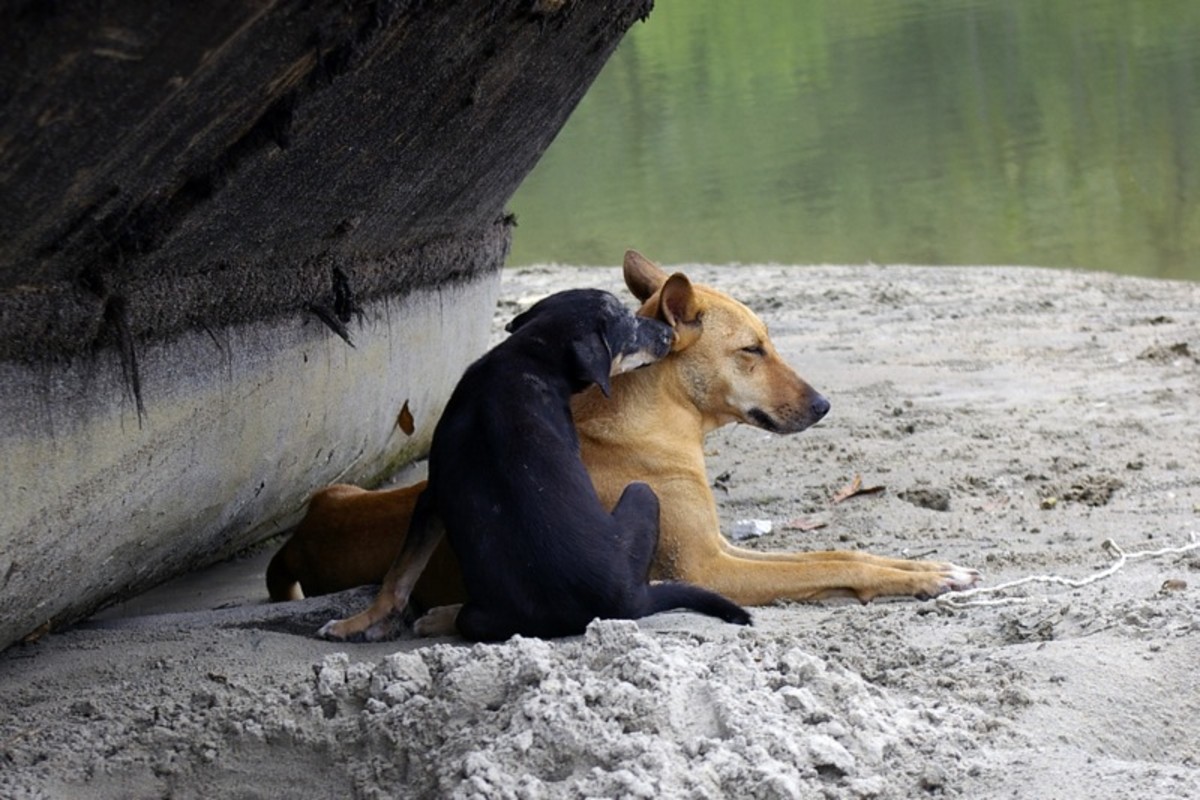 Are Cats Domesticated? Here’s the Obvious Answer HubPages