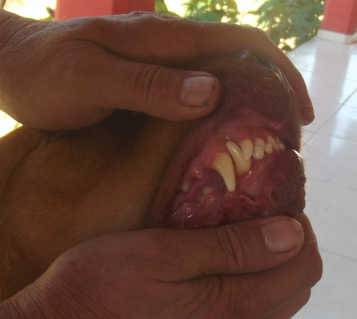Check the mucus membrane of your dog after the bleeding has stopped; remember to always know what is normal for your dog.