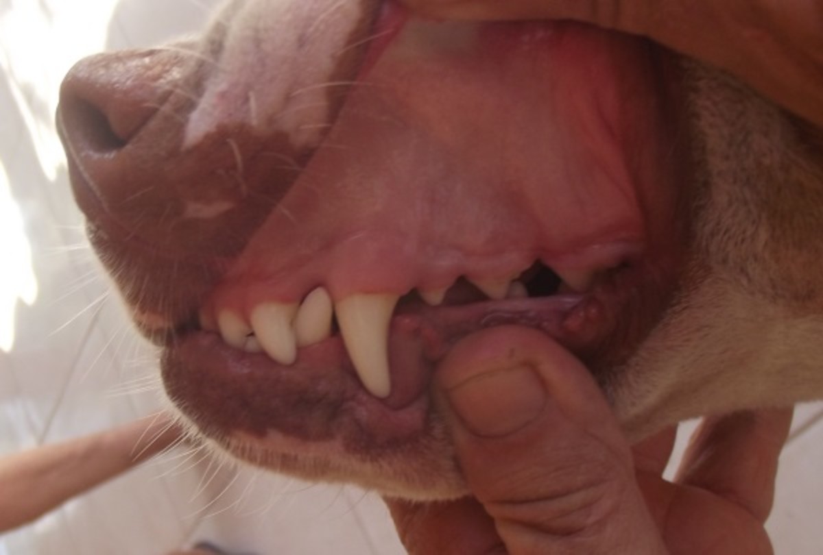 Make sure you know the normal color of your dogs gums before a problem happens.