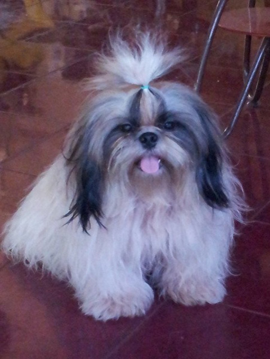 The Shih Tzu is small, a good family dog, and does not shed much.