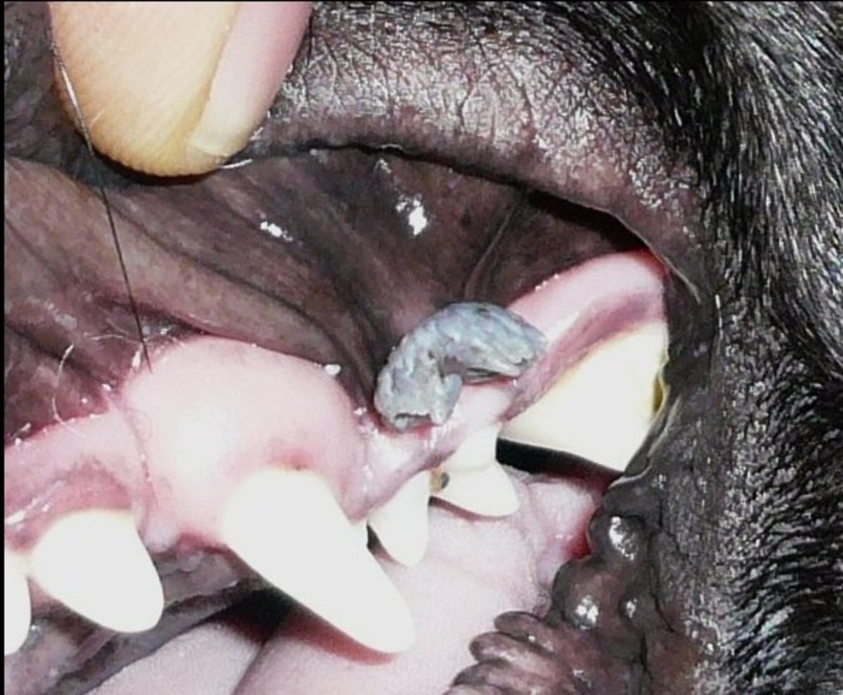 Here, you can see a wart in a dog's mouth.