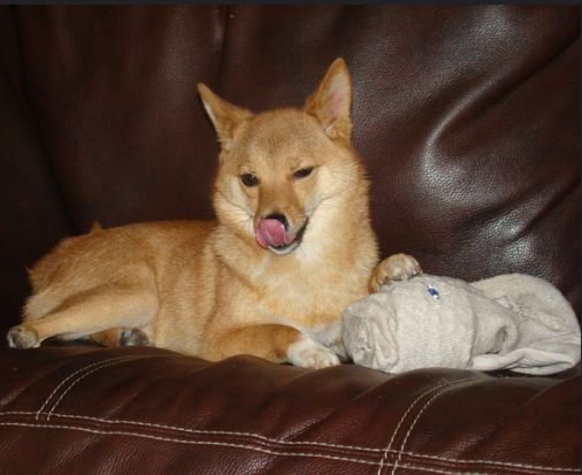 Dog sick from eating socks.