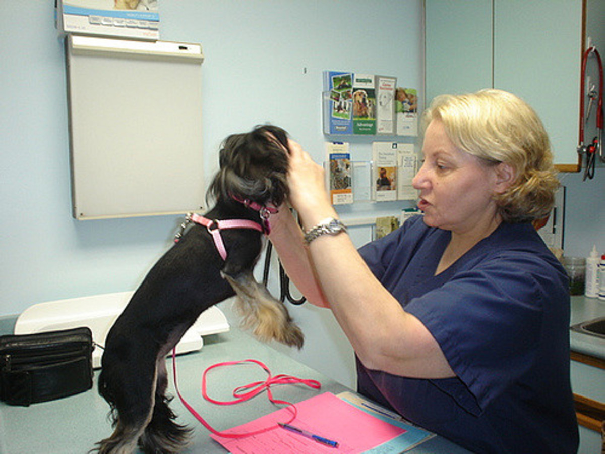Veterinary technicians and nurses work hard and deserve good salaries. 