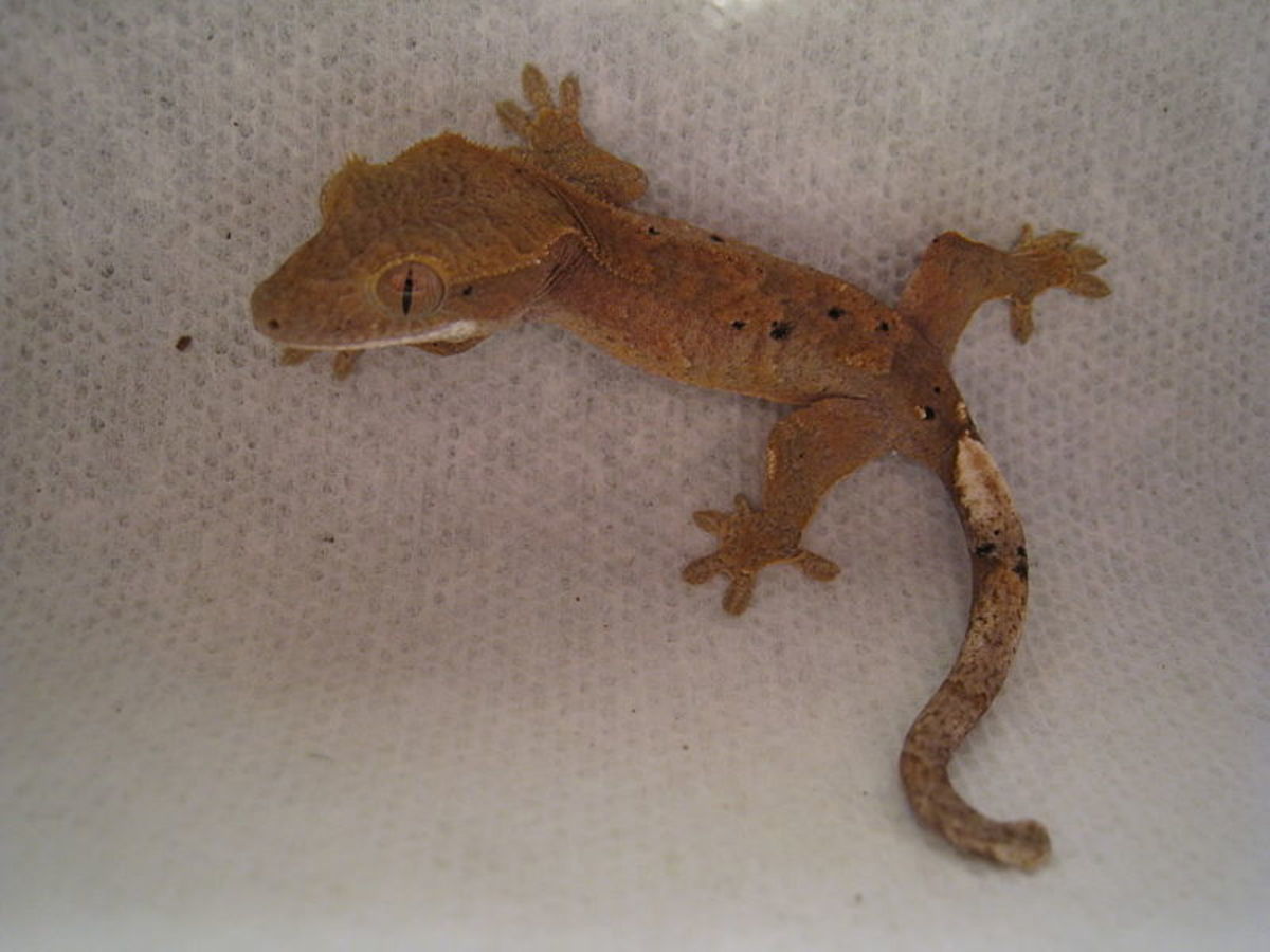 Good beginner hot sale reptiles