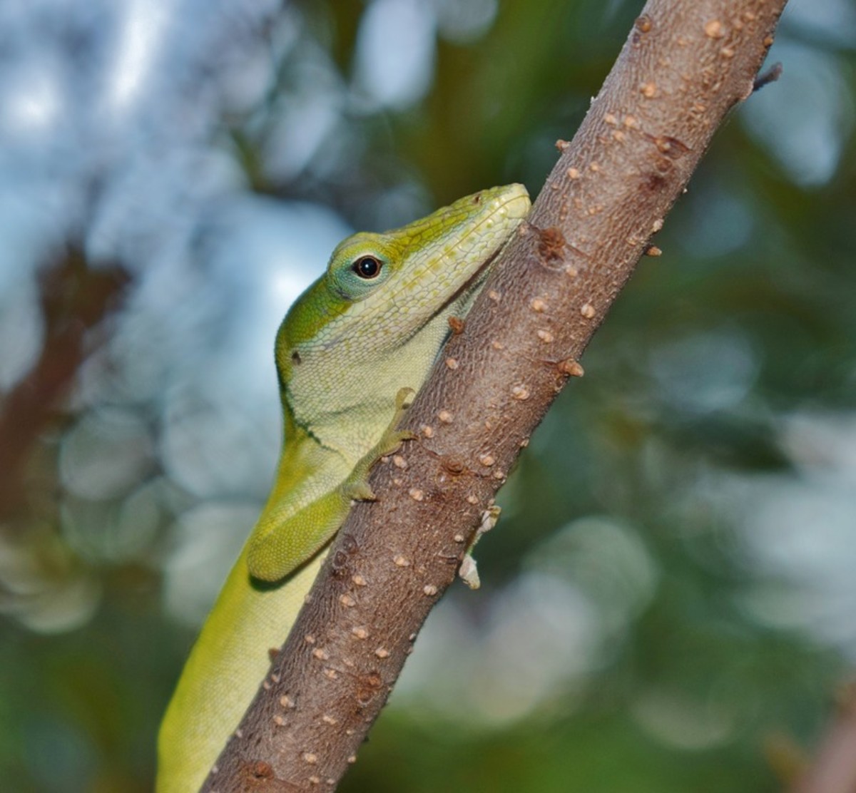 Small reptiles hot sale for beginners