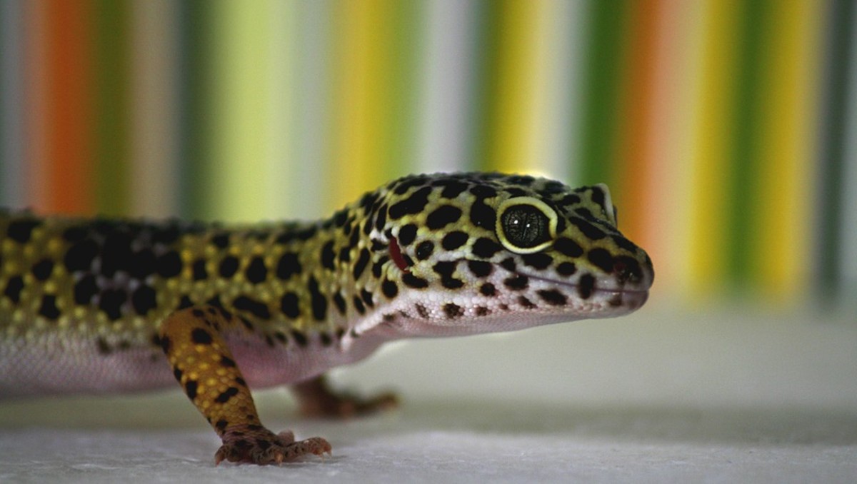 6 Best Pet Reptiles For Beginners - PetHelpful