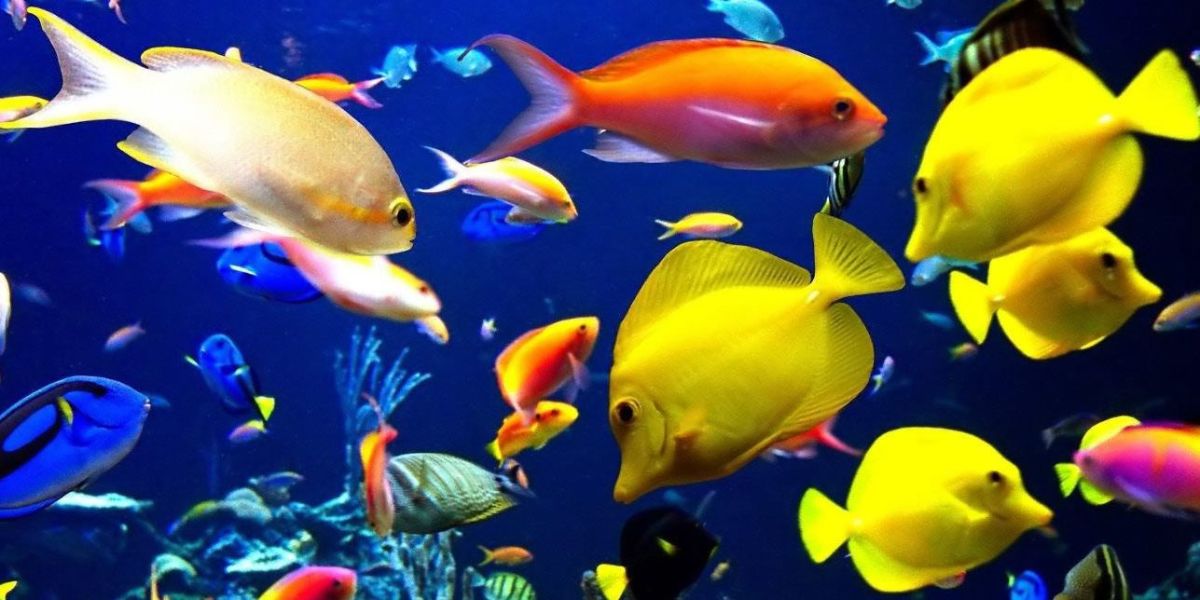 By focusing on the vibrant colors of the fish, you can elevate your mood.