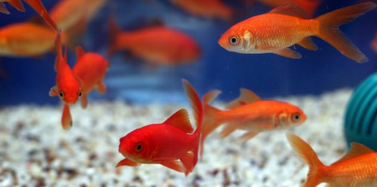 Doctors' and dentists' offices often include fish tanks in their waiting rooms to help calm patients.