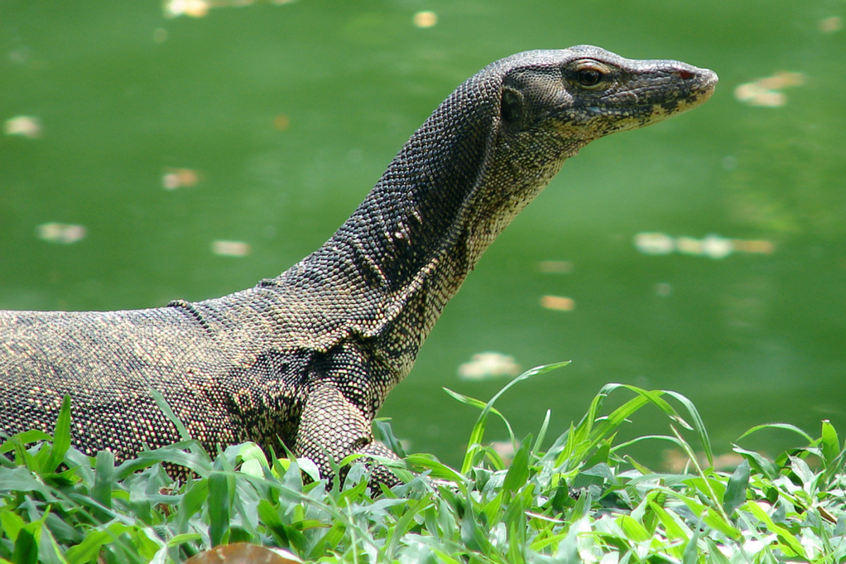 10 Exotic Pets That Are Legal To Own In California PetHelpful