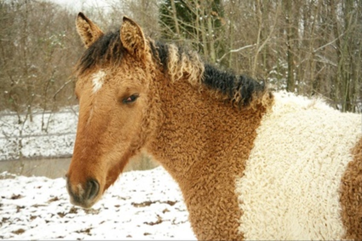 Curly horse