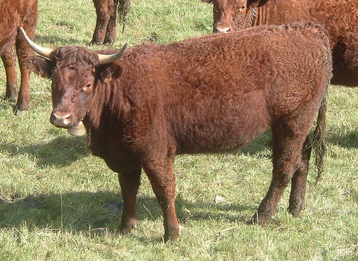 Curly cow