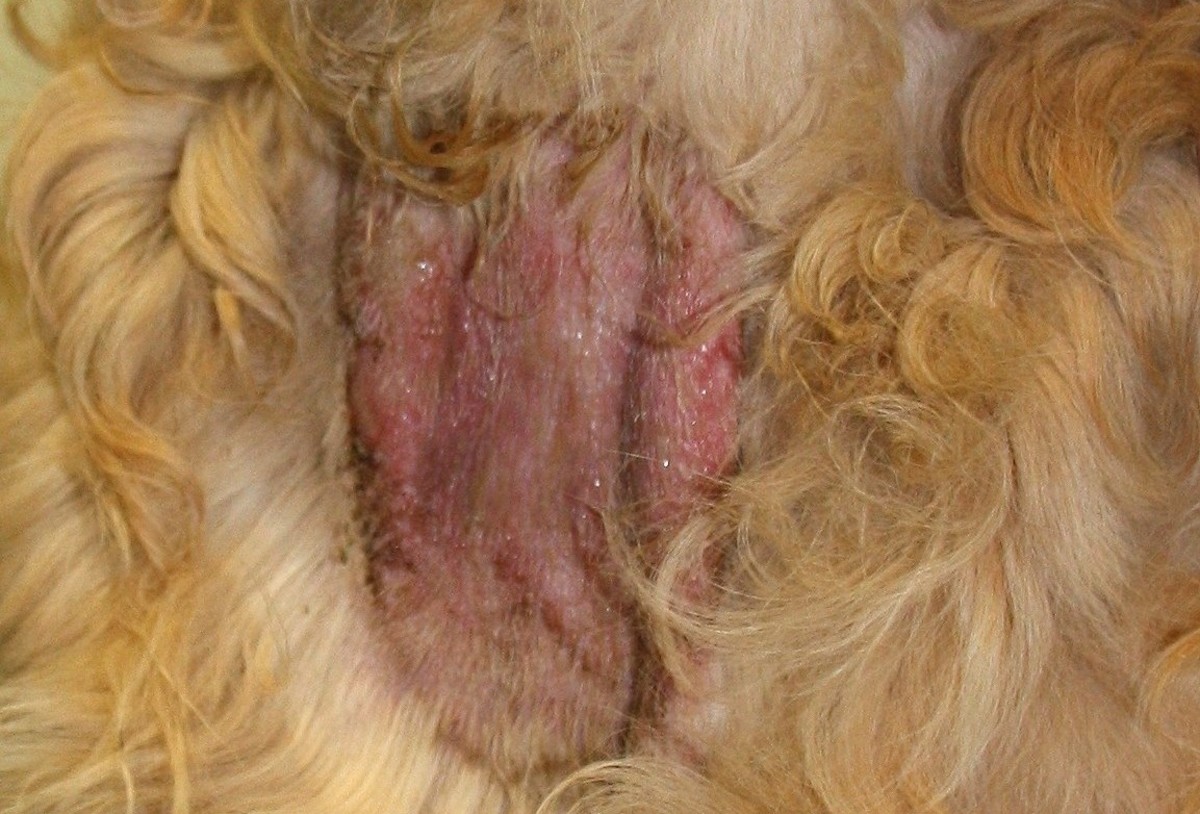 A serious hot spot that needs veterinary care