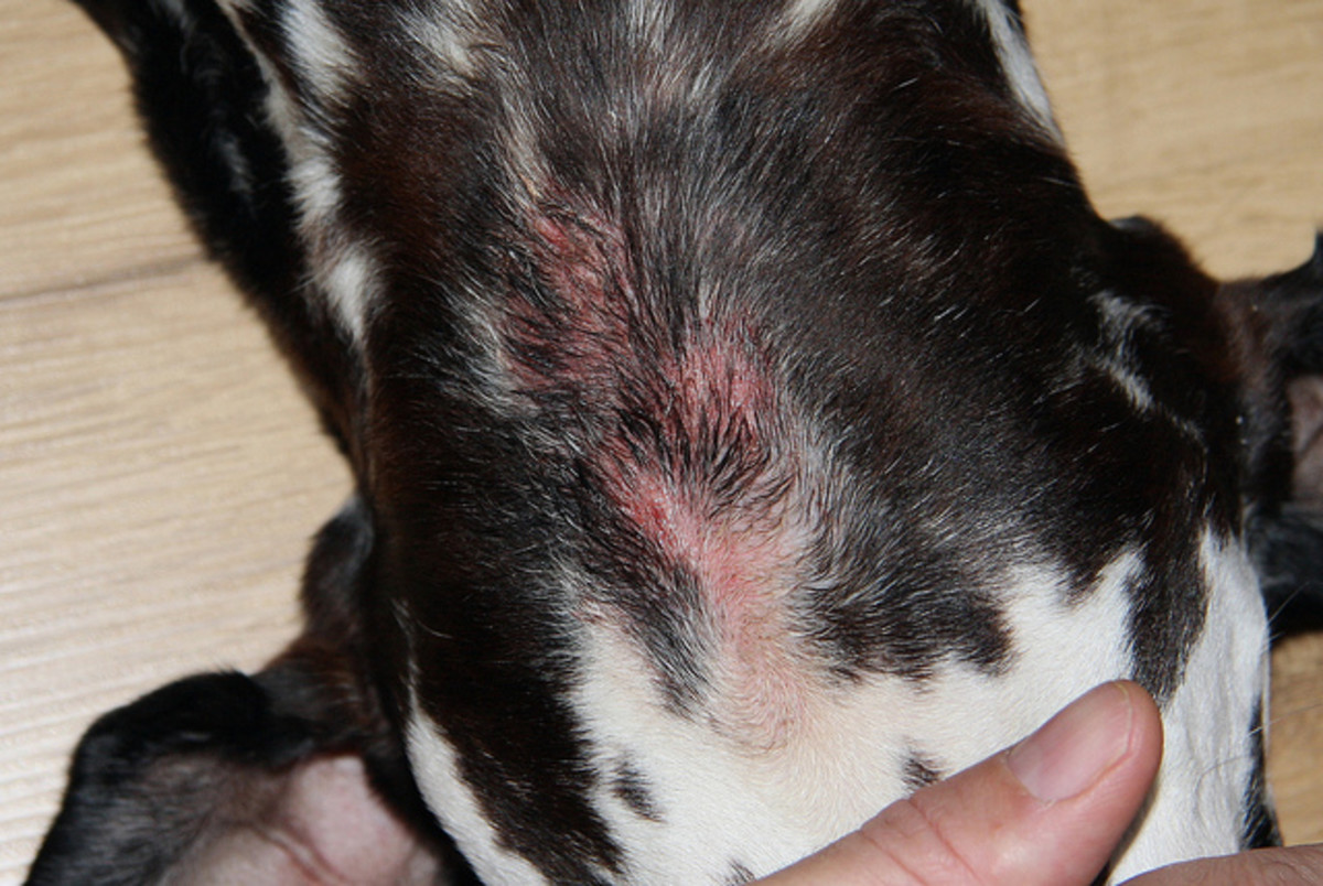 An early hot spot on a dog's head and neck
