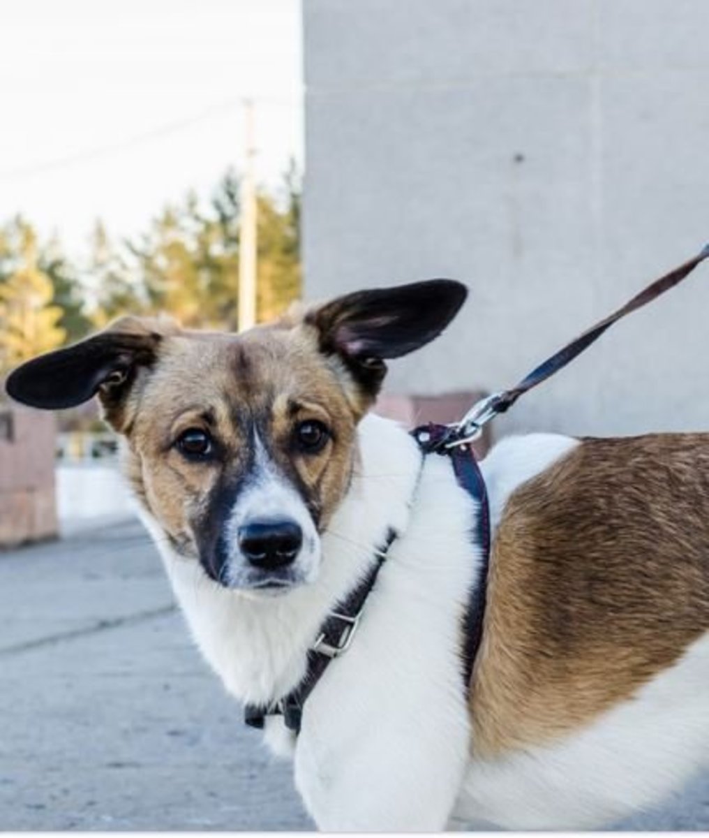 What Does It Mean When Your Dog Suddenly Cant Walk