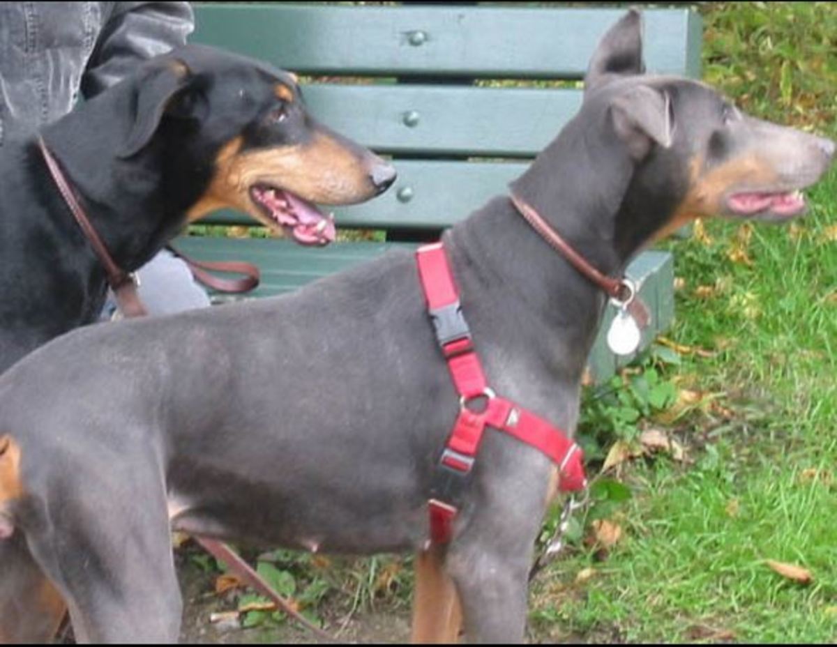 what is blue doberman syndrome?