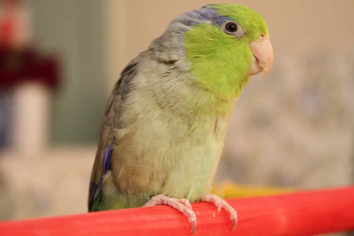 8 Pet Birds With Short Life Spans Under Years Pethelpful