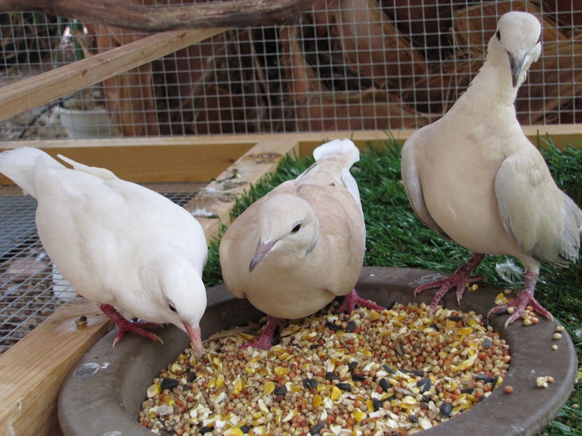 8 Pet Birds With Short Life Spans (Under 20 Years) PetHelpful