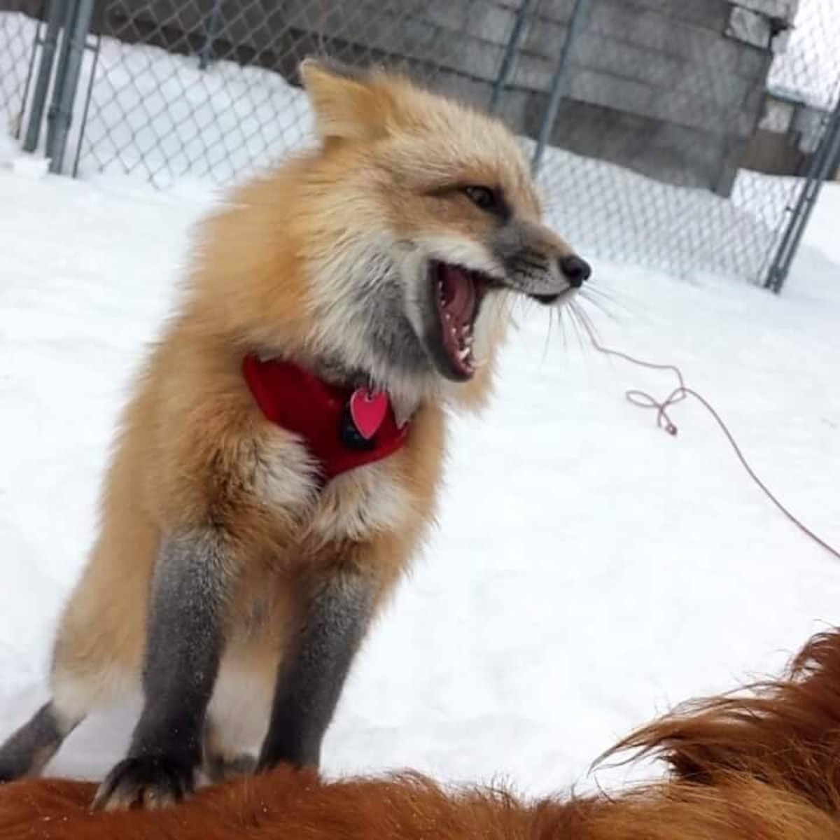 pet-fox-care-the-basics