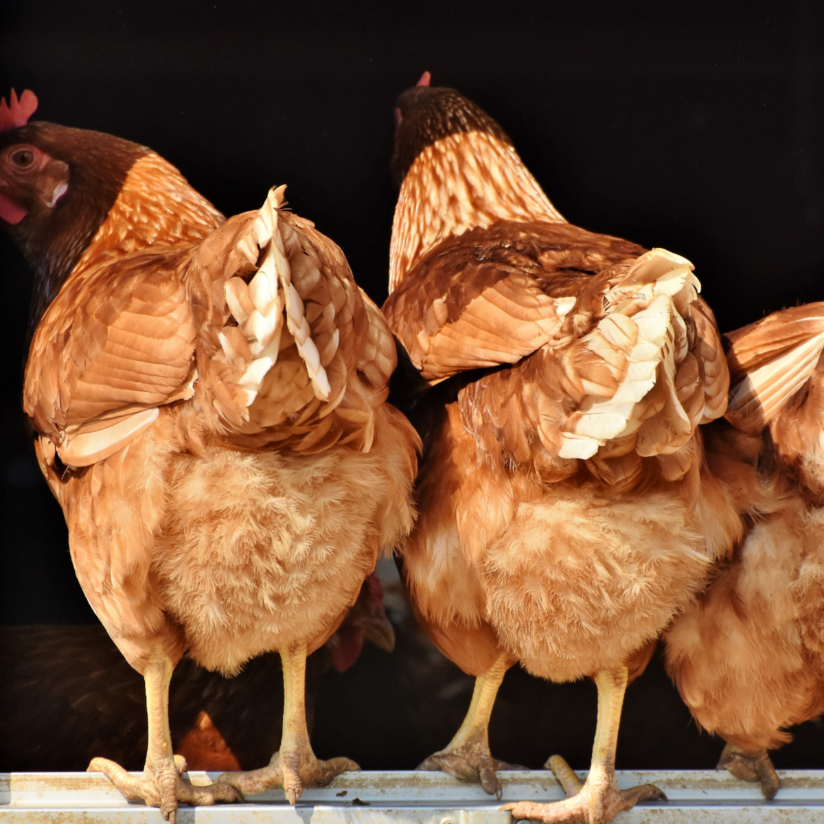 Caring for chickens in cold weather