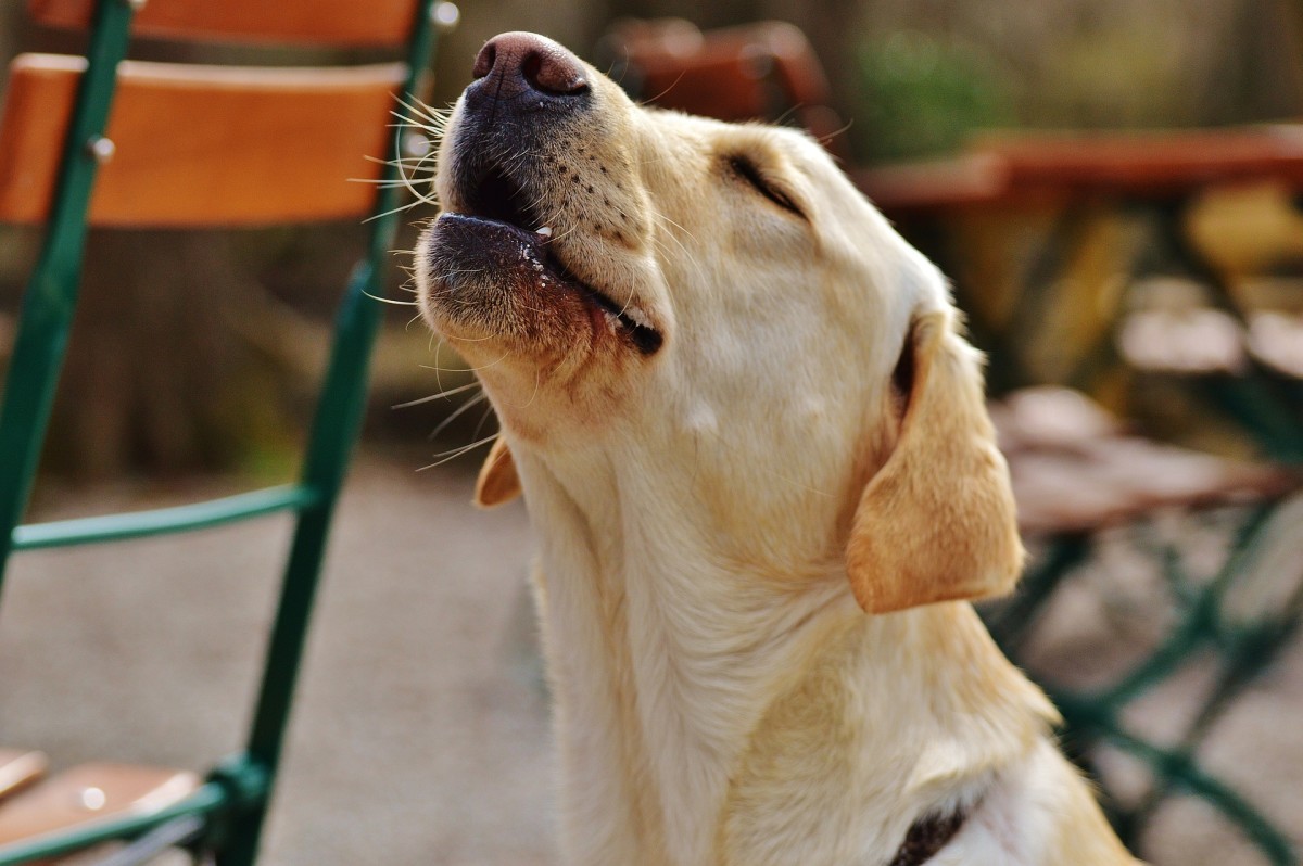Learn how to deal with unwanted dog whimpering sounds.