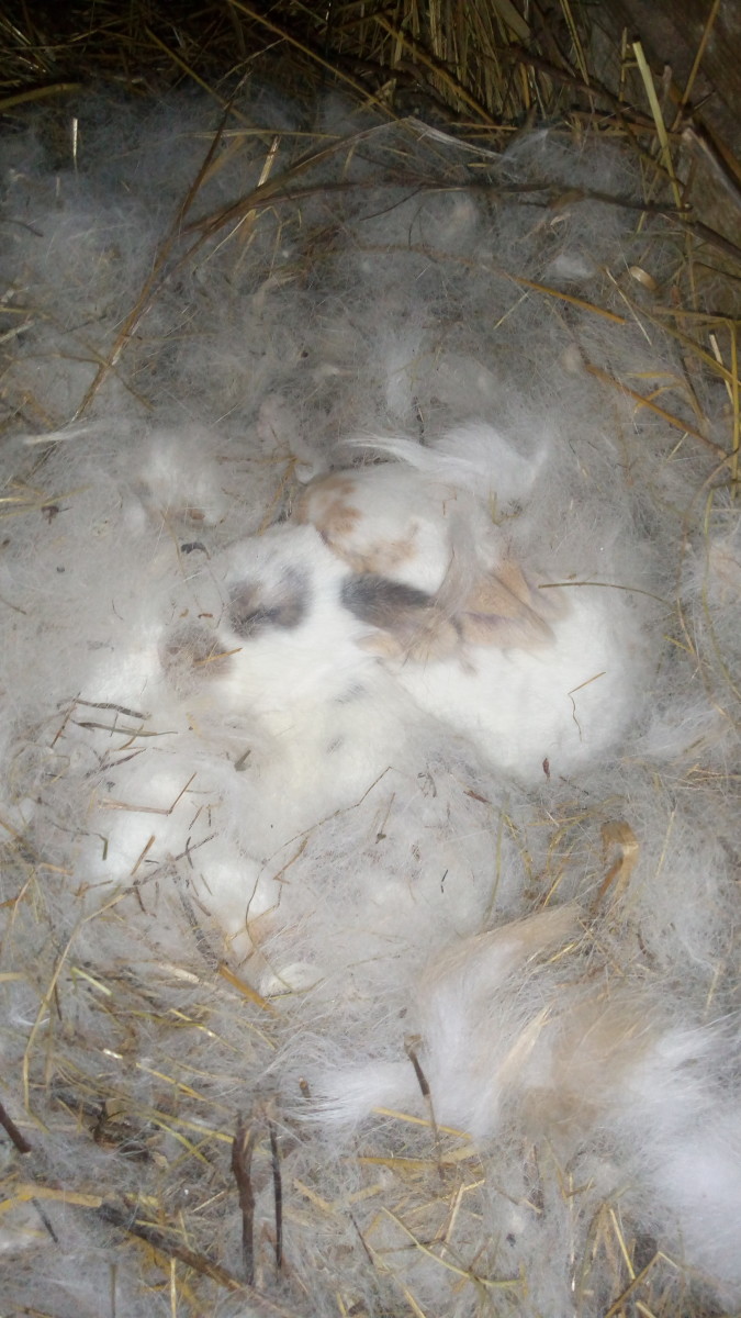 A litter of four little baby bunny kits, born in a corner of my barn.