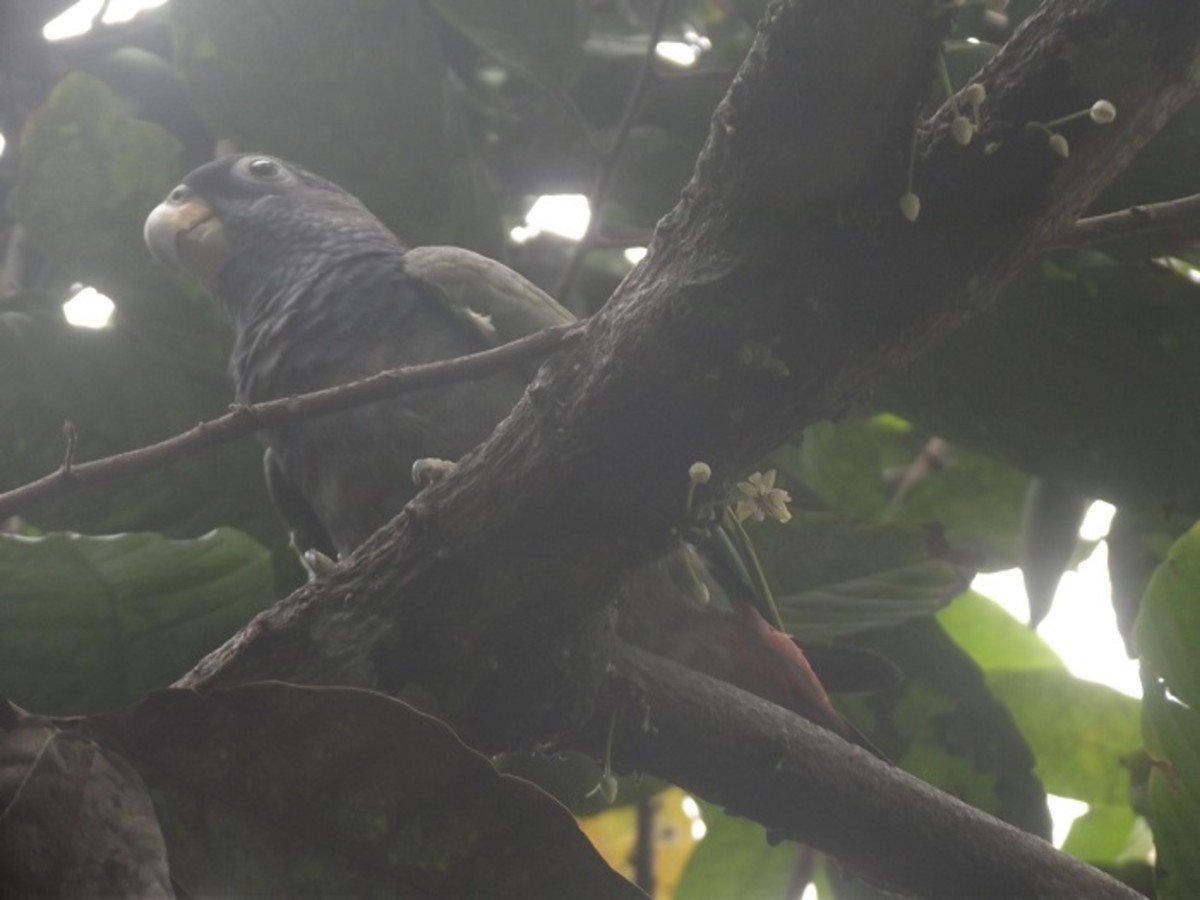 My Pionus Parrot waking up in a Cocoa tree.