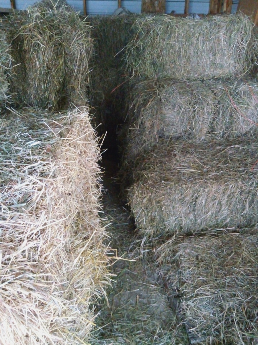 Locally sourced square bales of grass hay being stored in my garage.