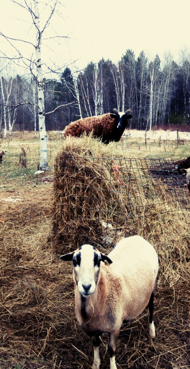 One of my ewes overcoming the hay cage! 