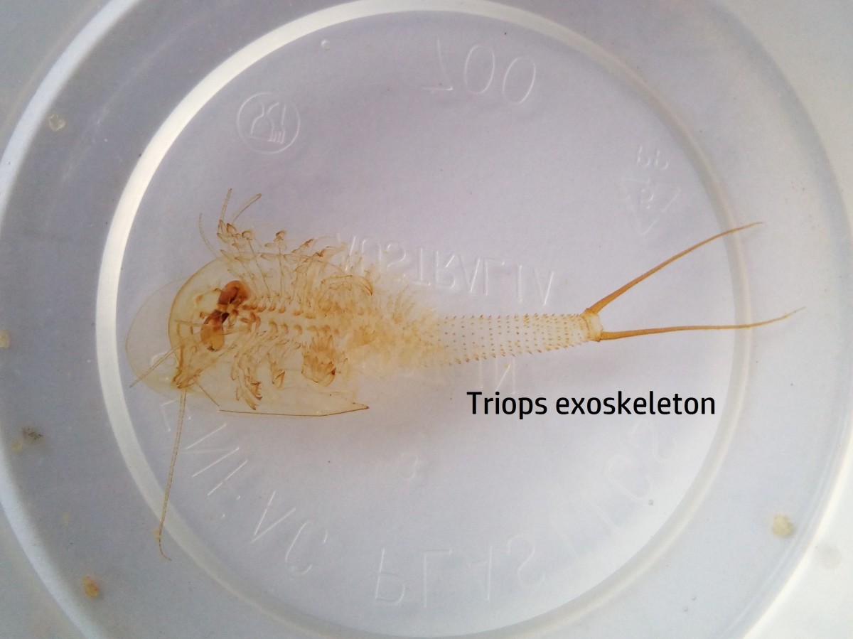 Discarded exoskeleton of an adult triops looks like a ghost image of the triops.