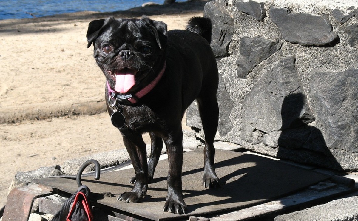 Black pugs are just as friendly and playful as the fawn and apricot varieties.