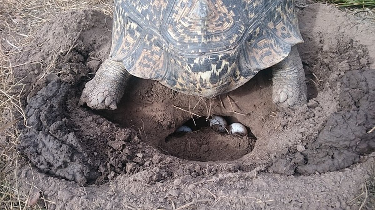 The female uses her back legs to dig the nest.