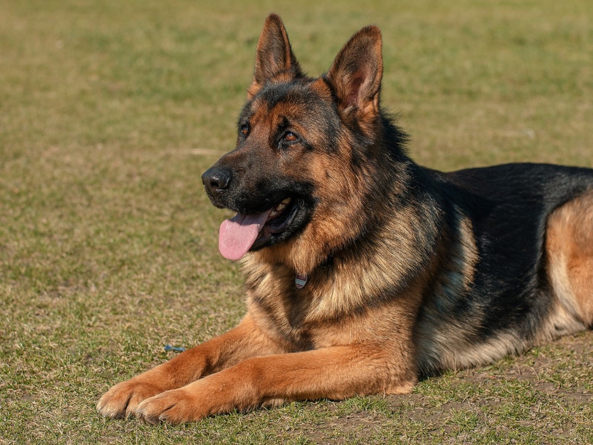 American show-line German Shepherds are dogs that were bred in America to compete in dog shows.