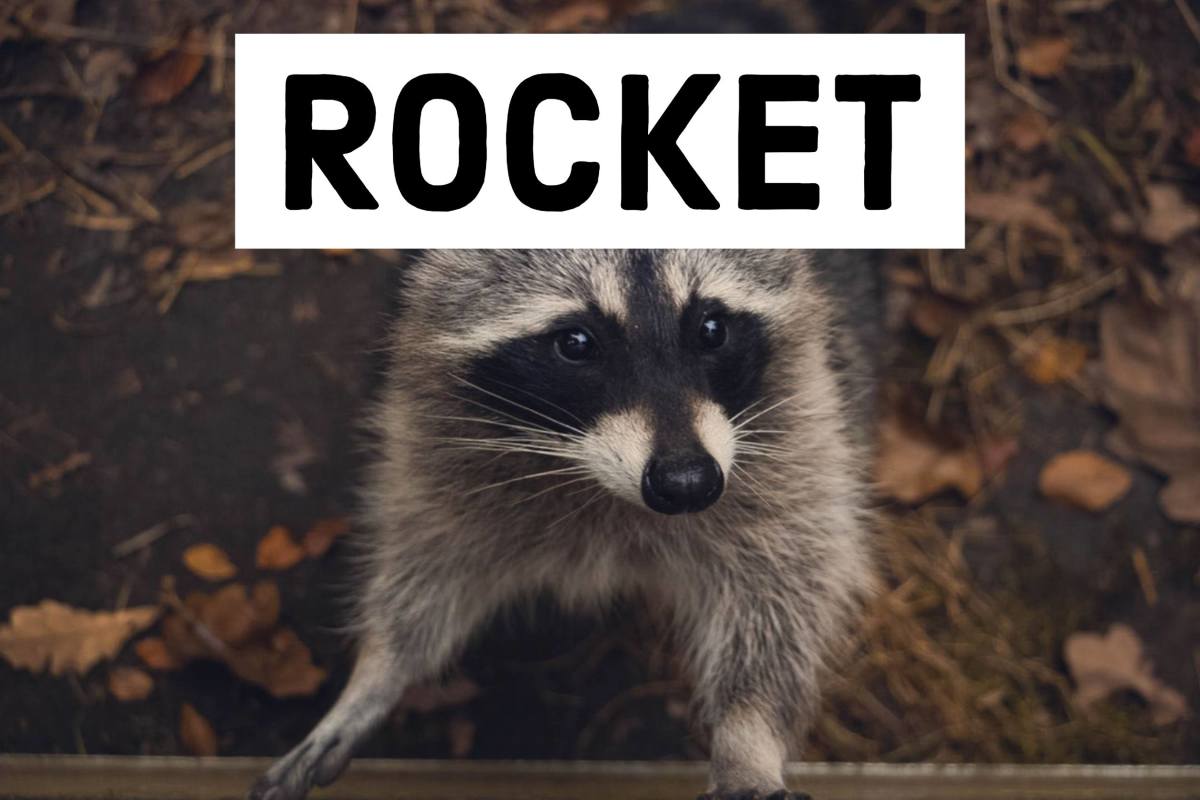 Rocket Raccoon is one of the more memorable characters from "Guardians of the Galaxy."