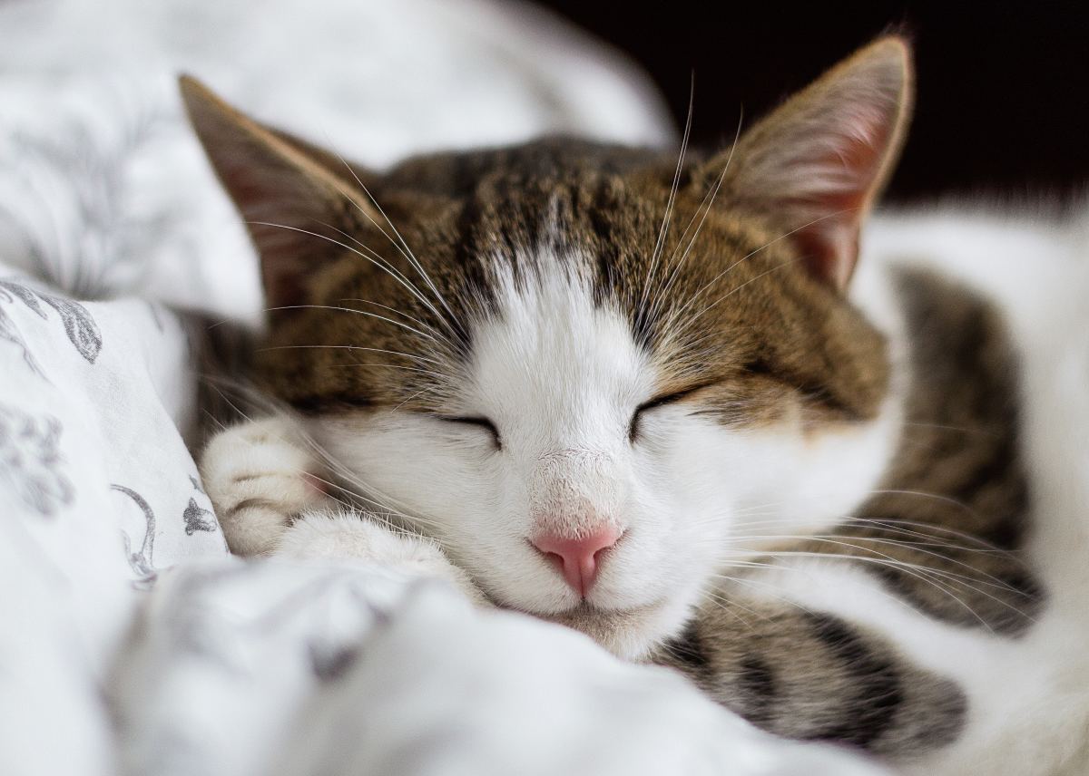 5-signs-that-your-cat-loves-you